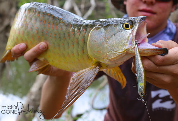 Spybaiting in Australia